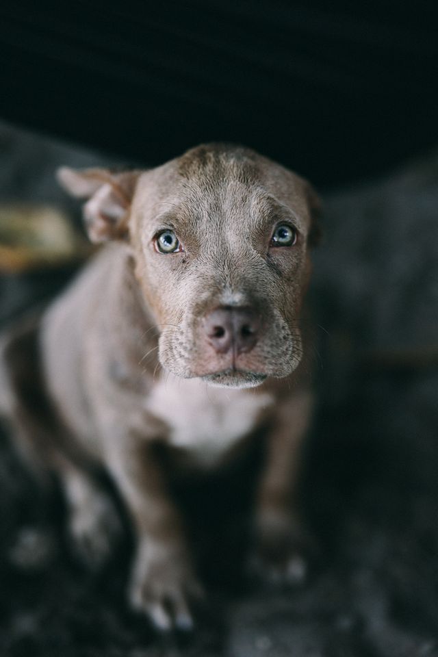 A small puppy feels anxious and restless.