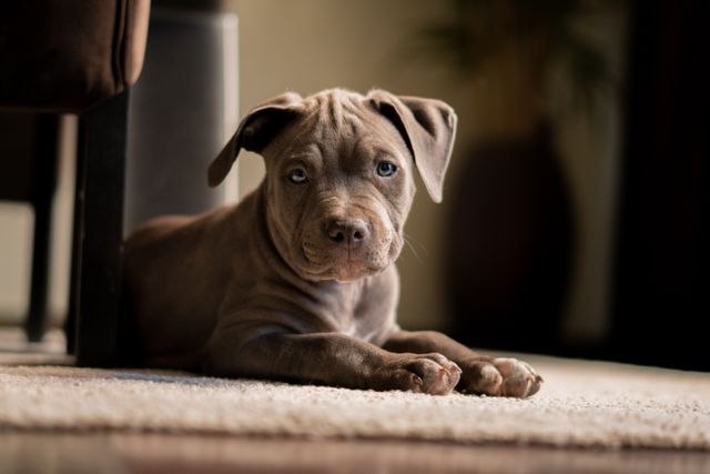 The puppy is calm when it has its own home.