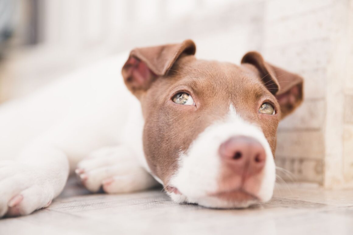 Does Your Dog Panic When You Leave? Here’s How to Ease Separation Anxiety