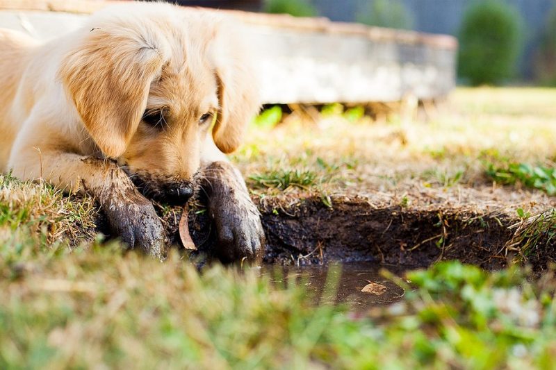 7 Essential Steps for Keeping Your Puppy Healthy and Happy