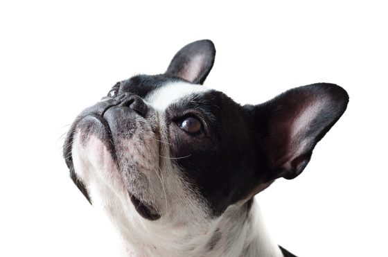 Accessorize Your Canine Companion: The Latest Trends in Dog Accessories