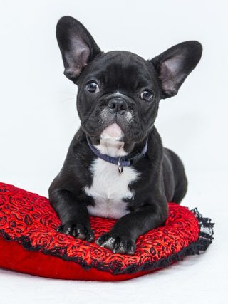 Breaking Down the Cost of Pet Care: Budgeting for Your Dog's Health