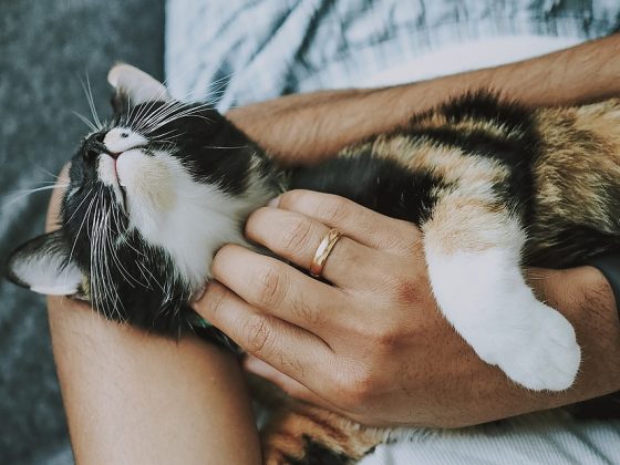 Common Mistakes to Avoid in Puppy Care