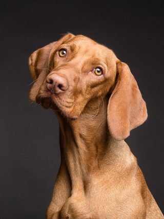 Discover the Benefits of Regular Exercise for Your Furry Friend