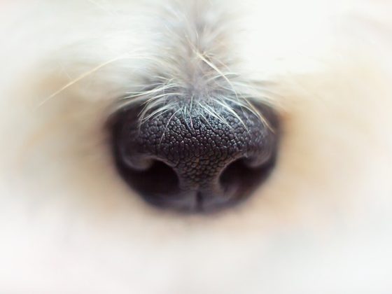 Discover the Best Dog Accessories Shop: Your One-Stop-Shop for Pet Perfection