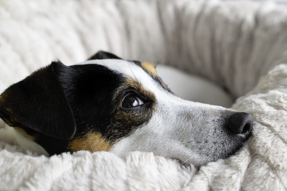 From Miniature to Giant: Understanding the Size Differences in Dog Breeds