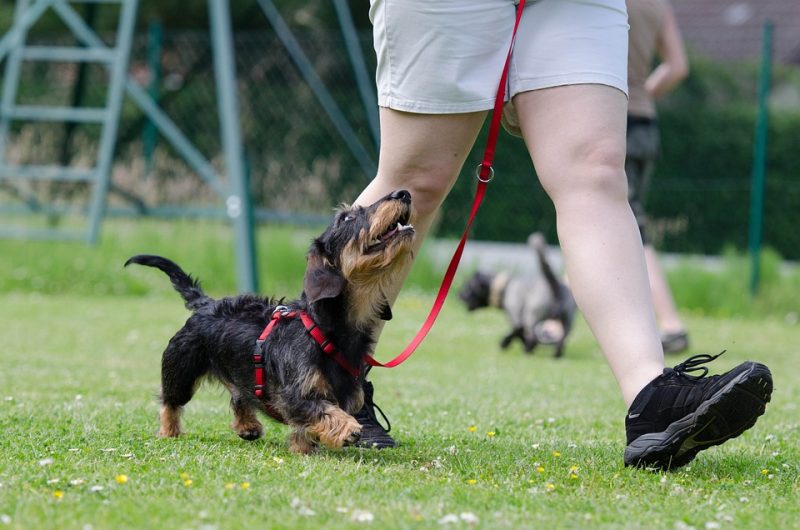 From Rambunctious Pup to Well-Behaved Pal: Transform Your Dog’s Behavior From Rambunctious Pup to Well-Behaved Pal: Transform Your Dog’s Behavior
