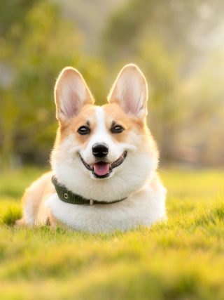 How Regular Exercise Can Improve Your Dog's Overall Well-Being