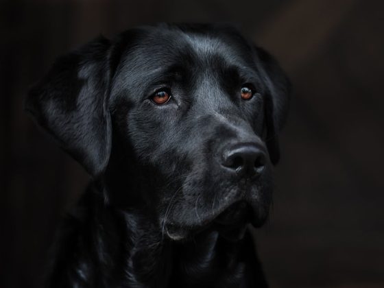 Keeping Your Puppy Healthy: Essential Tips for New Pet Owners