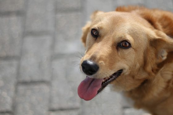 Making Memories: Adventures in Dog-Friendly Travel