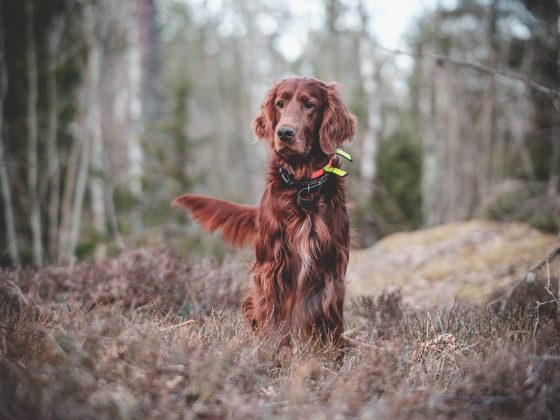 Mastering the Art of Pet Training: Tips and Tricks for a Well-Behaved Companion