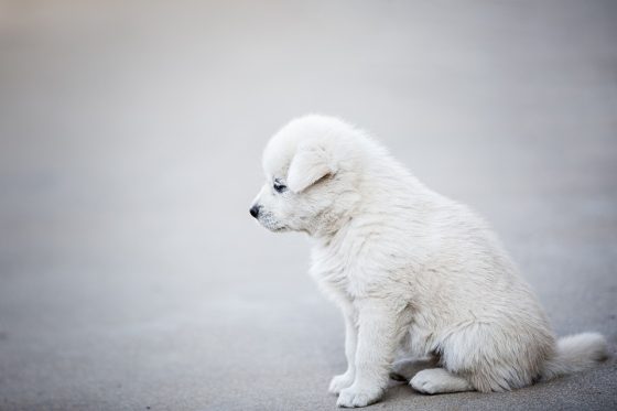 Pamper Your Pooch: The Ultimate Guide to Dog Accessories