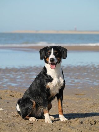 The Benefits of Proper Nutrition for Your Dog's Health