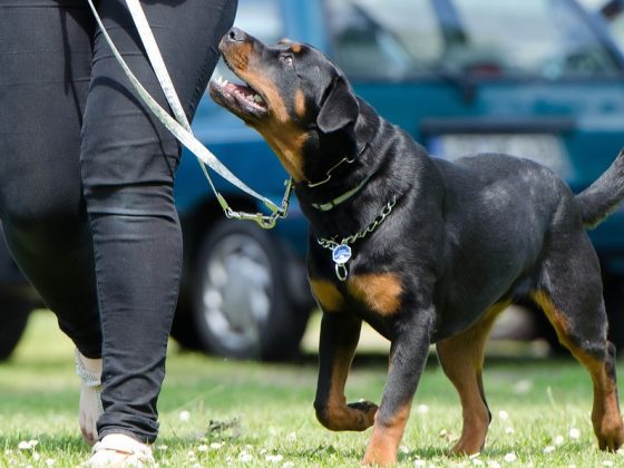 The Dos and Don’ts of Dog Training: Tips from Experts
