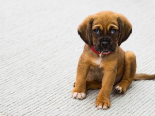 How to Potty Train a Puppy Fast (Step-by-Step Guide)