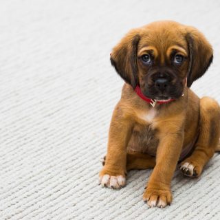 How to Potty Train a Puppy Fast (Step-by-Step Guide)