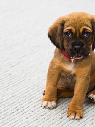 How to Potty Train a Puppy Fast (Step-by-Step Guide)