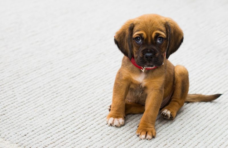 How to Potty Train a Puppy Fast (Step-by-Step Guide)