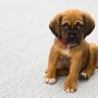 How to Potty Train a Puppy Fast (Step-by-Step Guide)