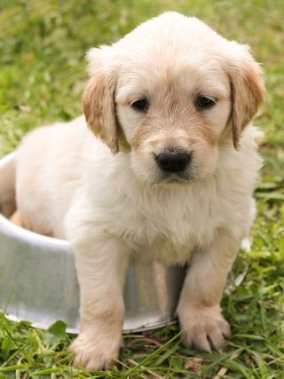 The Role of Mental Health in Your Dog's Physical Well-Being