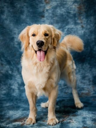 The Role of Mental Stimulation in Promoting Your Dog's Wellbeing