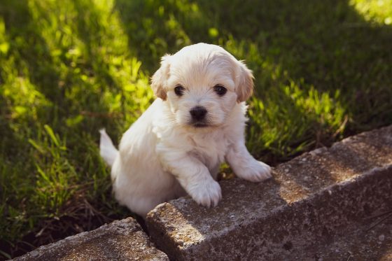 Understanding Your Puppy’s Health Needs: A Comprehensive Guide