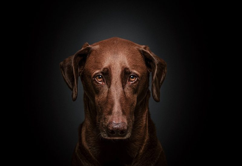 Upgrade Your Dog’s Wardrobe: The Best Accessories for Stylish Pups