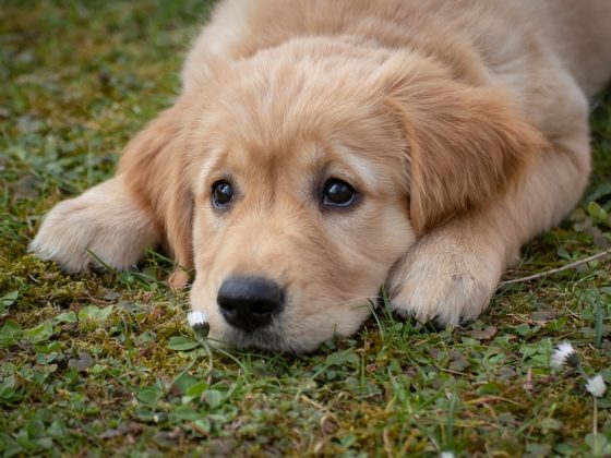Which Dog Breed is Right for You? Tips for Choosing the Perfect Canine Companion