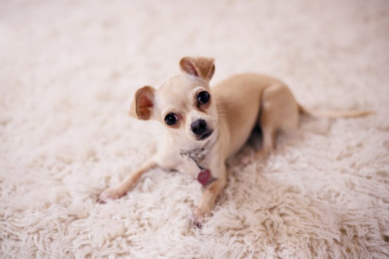 The cute chihuahua is a healthy puppy.