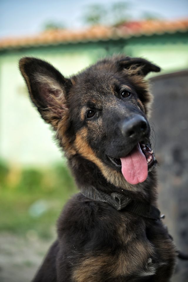 A cute German Shepherd puppy is looking and learning commands.