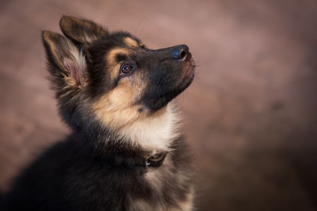 A cutte German Shepherd puppy looks up and shows curiosity.