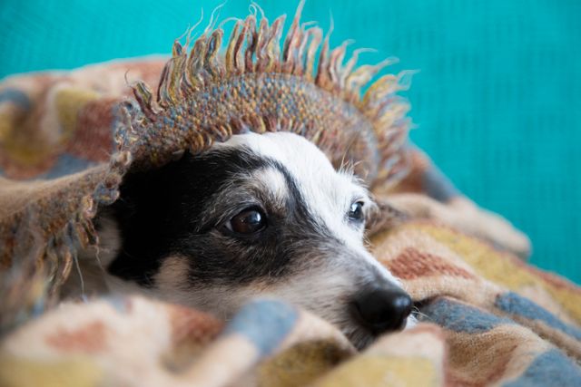 The dog hid under the blanket from his human.