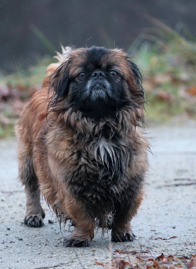 Adorable dog in rainy weather. 