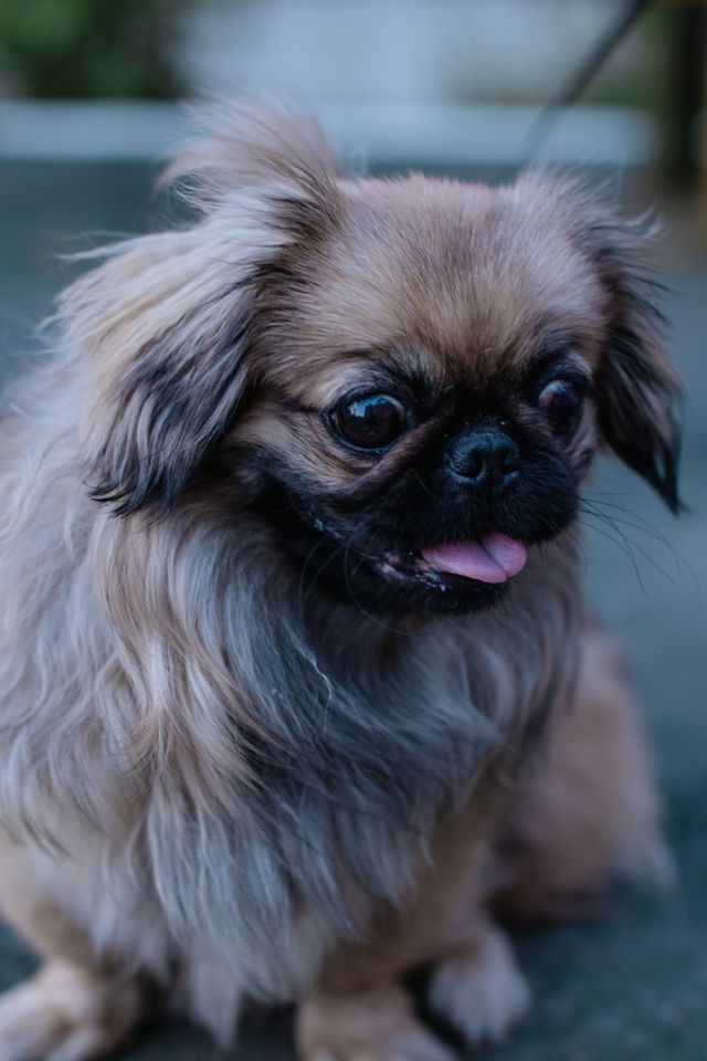Adorable puppy in rainy weather.