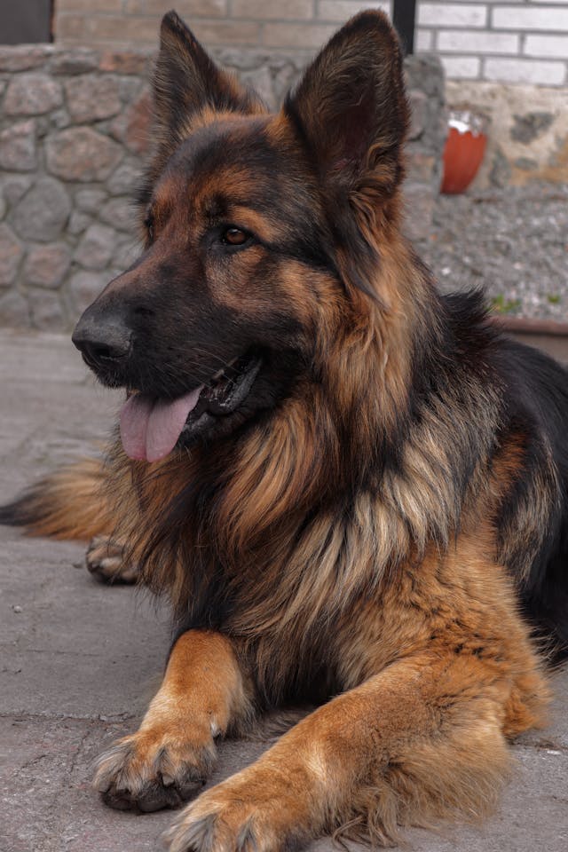 Sitting dog resting.