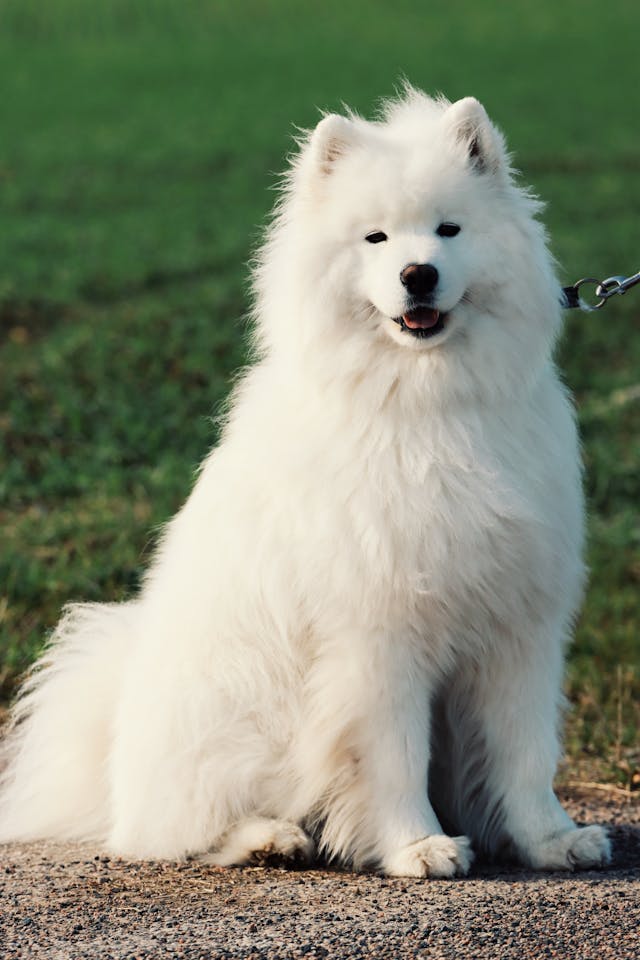 Beautifull Samoyed dog outdoors.