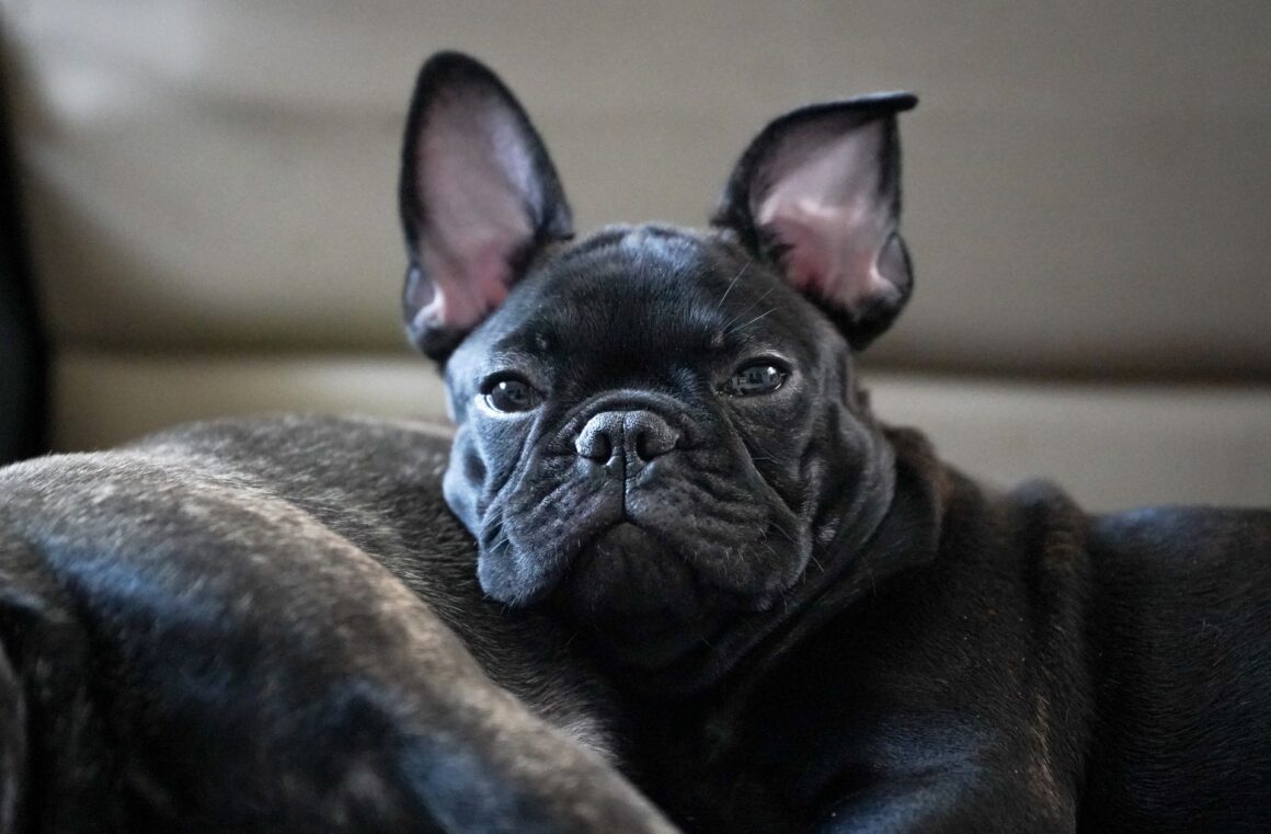 Why Your Dog Won’t Listen (And What Actually Works)