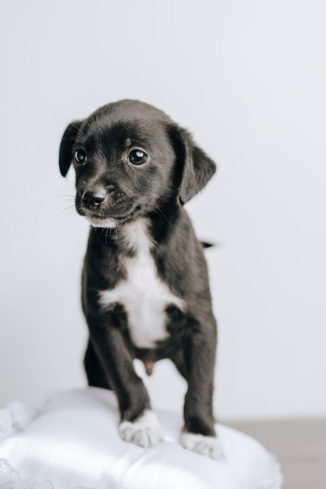 Black pupy gets to know his home.