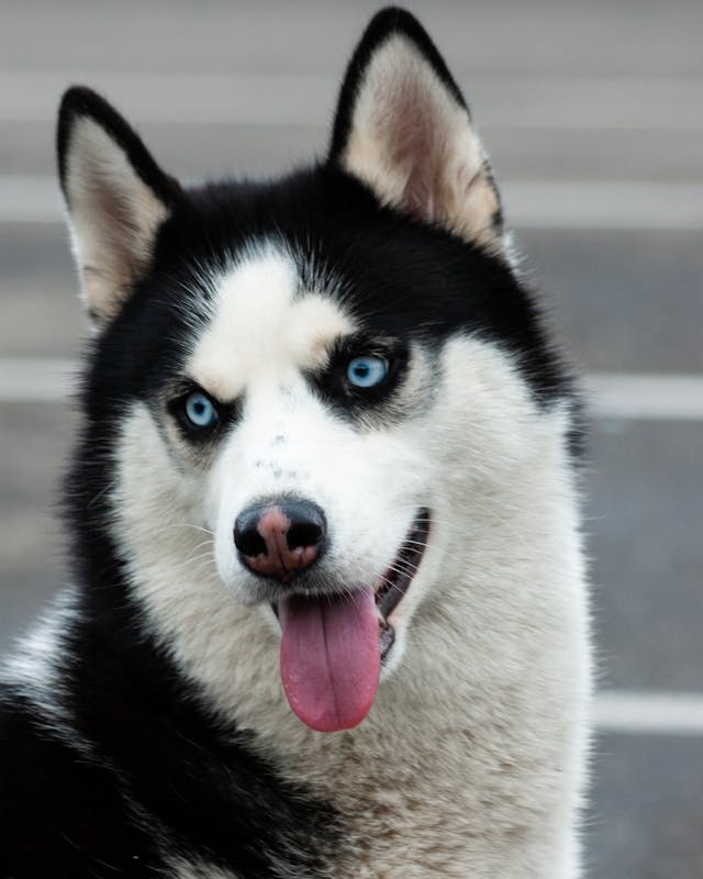 Blue eyed dog on the sidewalk.