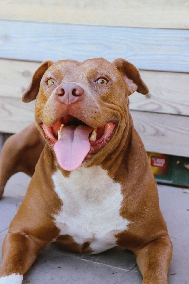 A happy brown pitbull has his home.