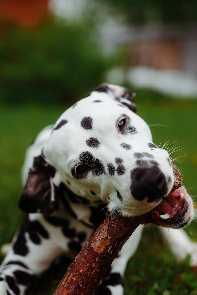 colorful dalmatian dog