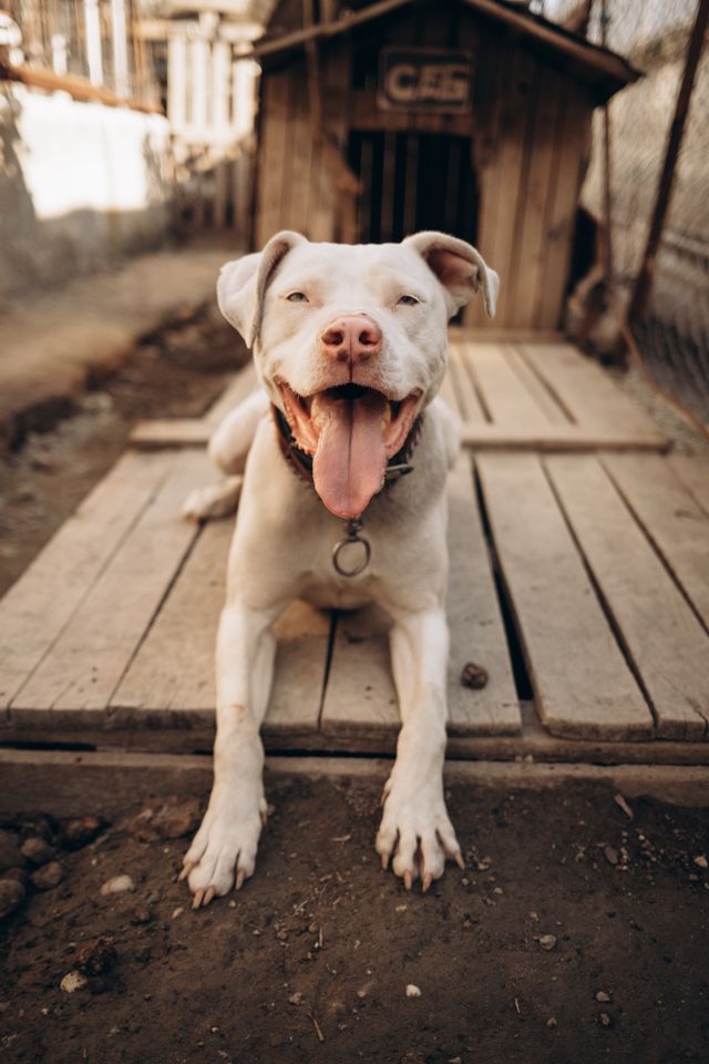 A happy dog who has his own home a house.