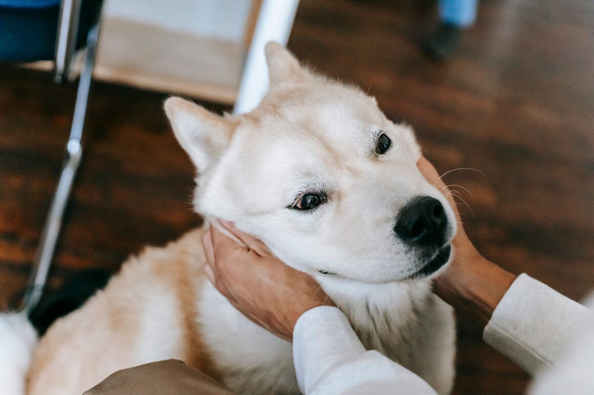 How Dogs Improve Your Health