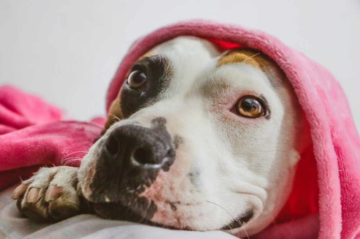 Why Does Your Dog Keep Stealing Dirty Laundry? The Surprising Reason Behind This Funny Habit