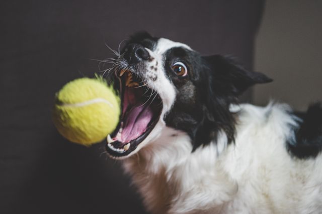 Innovative Dog Accessories That Are Changing Pet Care