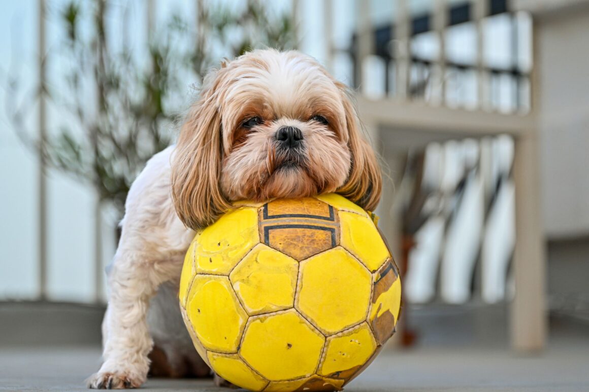 Useful Dog Accessories Every Owner Should Consider