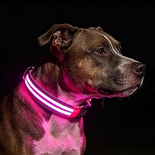Dog with reflective collar