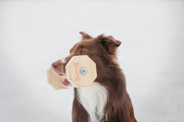 Brown dog with a wooden dumbbell.