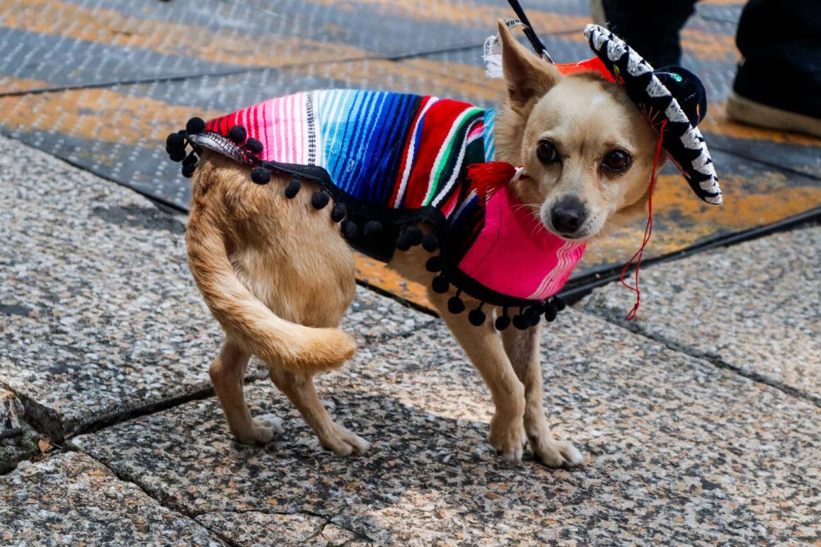 Upgrade Your Dog’s Wardrobe: The Best Accessories for Stylish Pups