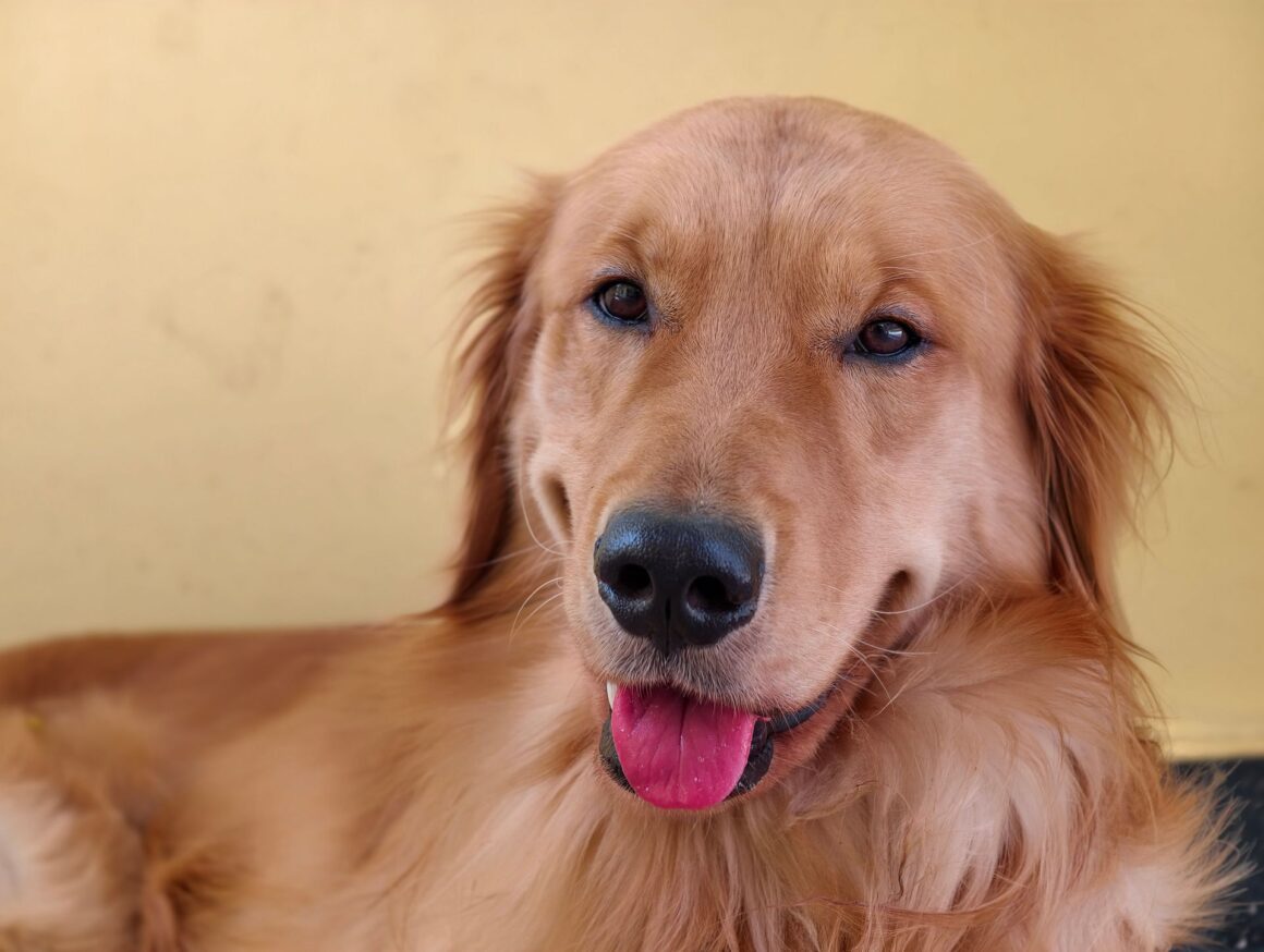 Thinking About Adopting an Older Dog? Here’s What You Should Know